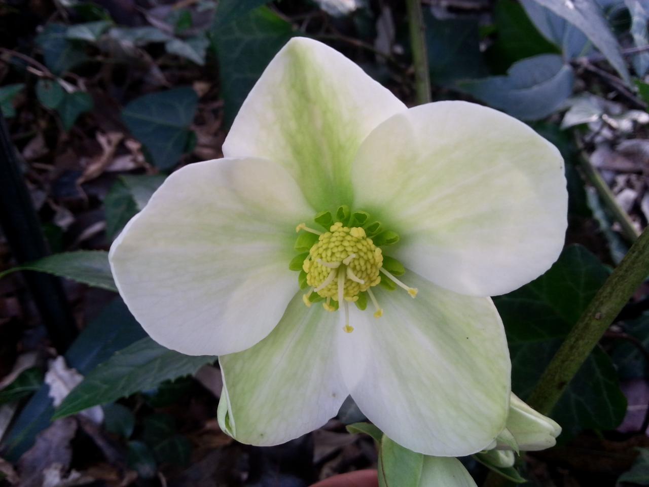 Helleborus xnigercors WINTER MAGIC® 'Snow Love'