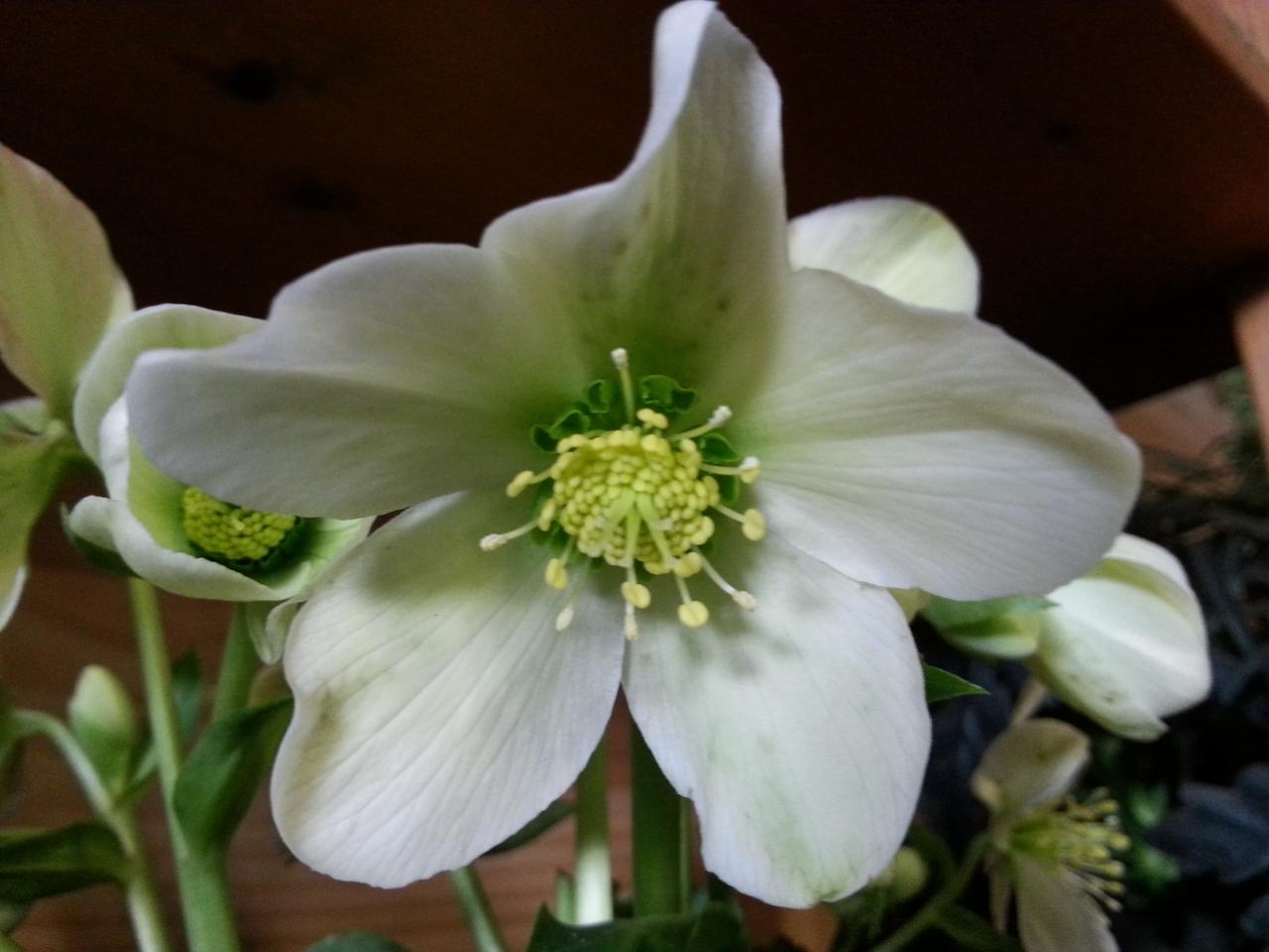 Helleborus xnigercors 'Winter Passion'