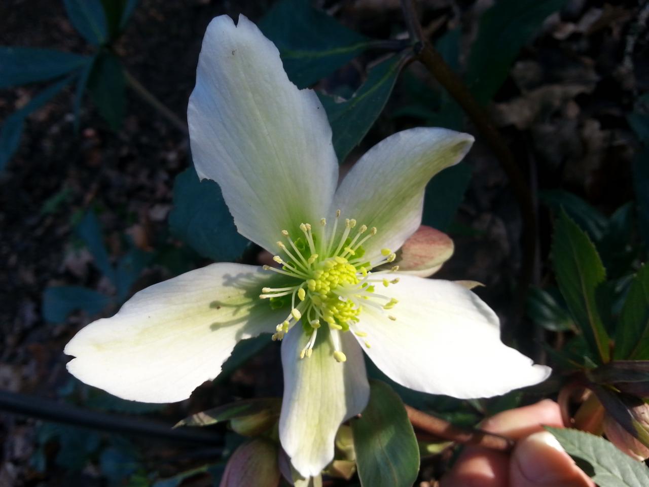 Helleborus xnigercors 'Winter Star' (2)