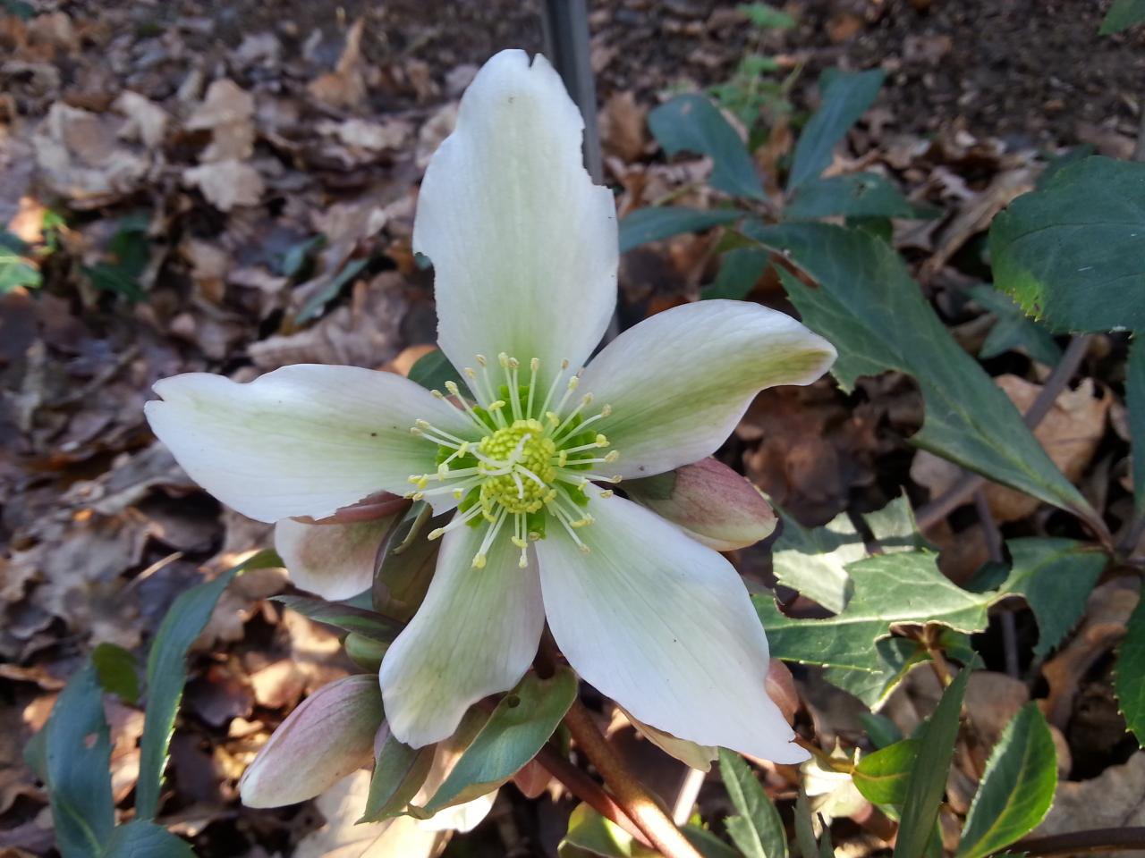 Helleborus xnigercors 'Winter Star' (3)