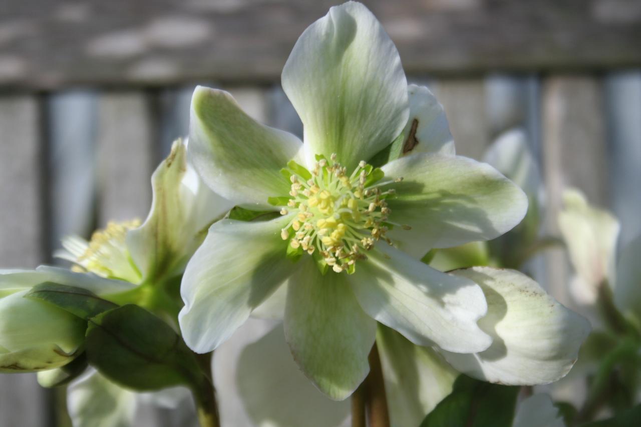 Helleborus xnigercors 'Winter Star'-3-