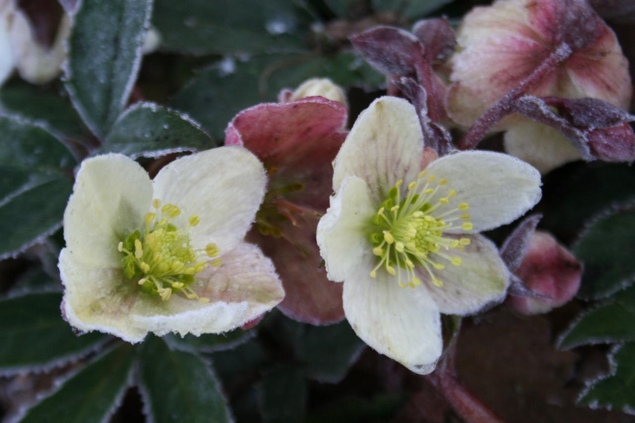 Helleborus xnigercos 'Emma'®-2-