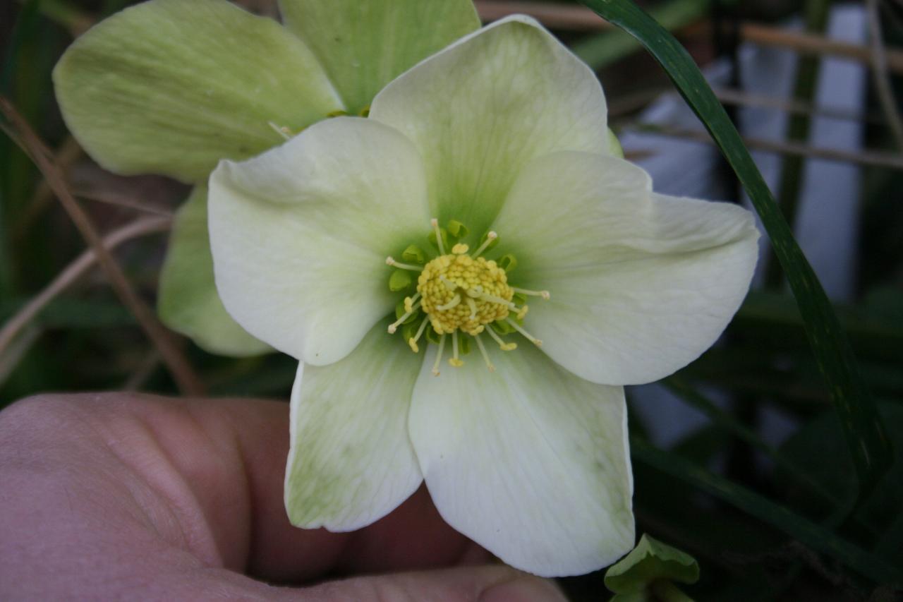 Helleborus xnigercos WINTER MAGIC® 'Snow Love'