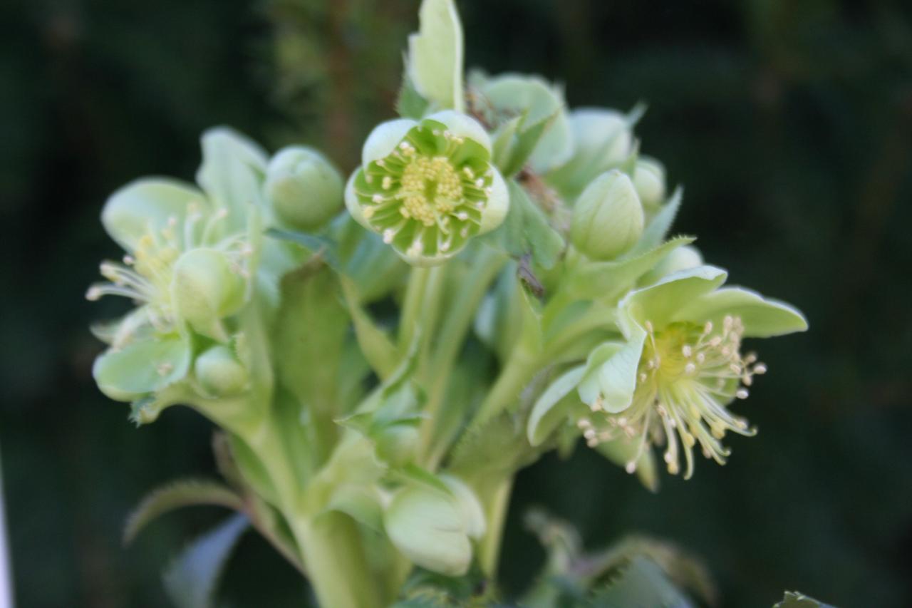 Helleborus xsternii 'Broughton Beauty'-2-