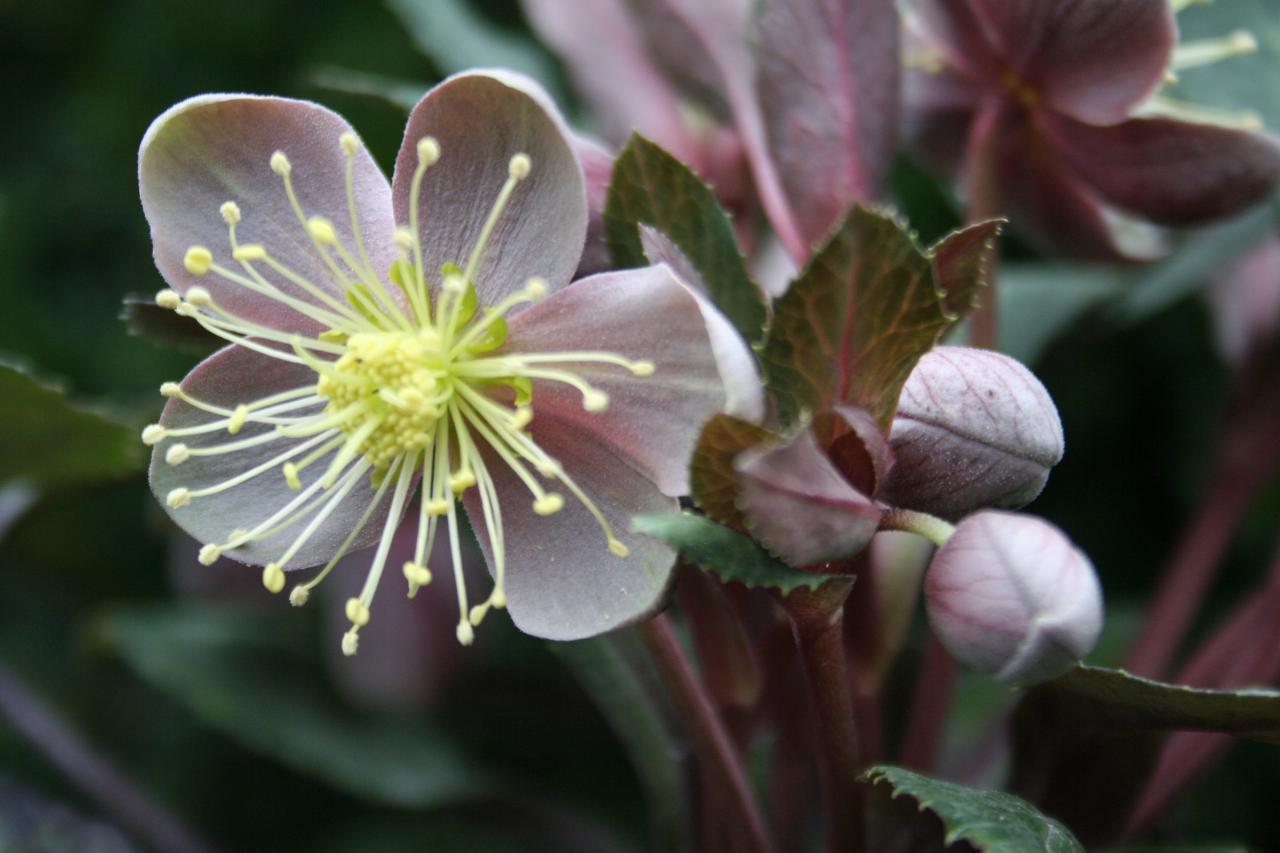 Helleborus xsternii 'Flame'