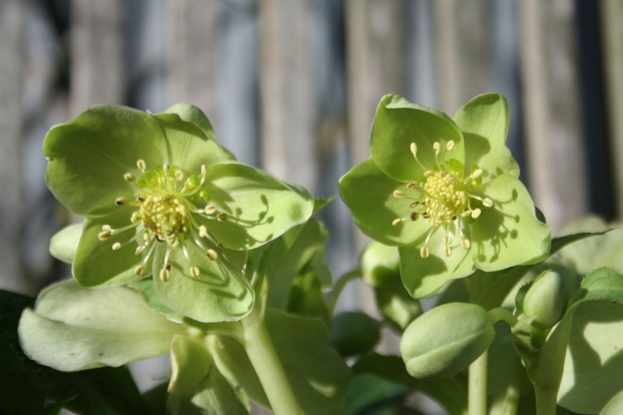 Helleborus xsternii 'Tineke'