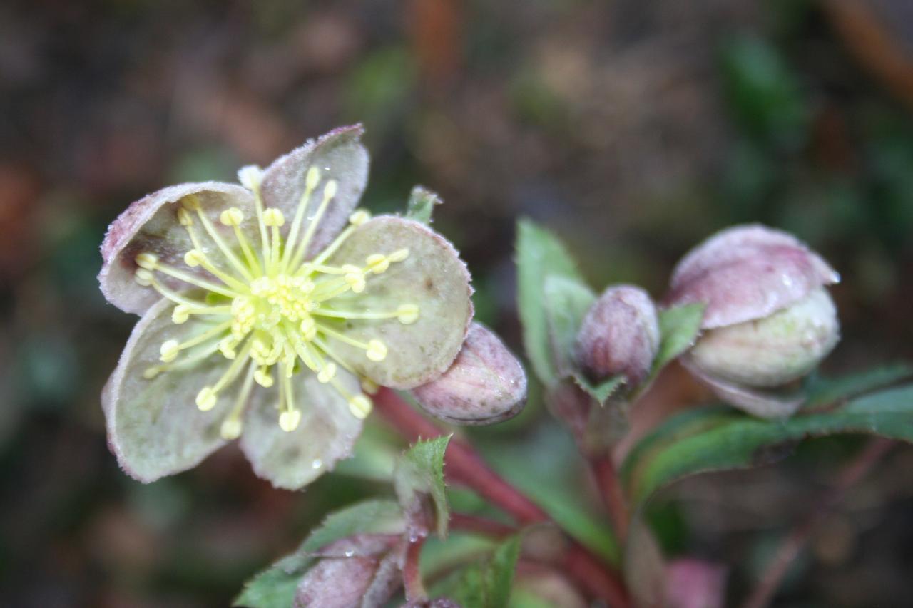 Helleborus xsternii 'Tom'®