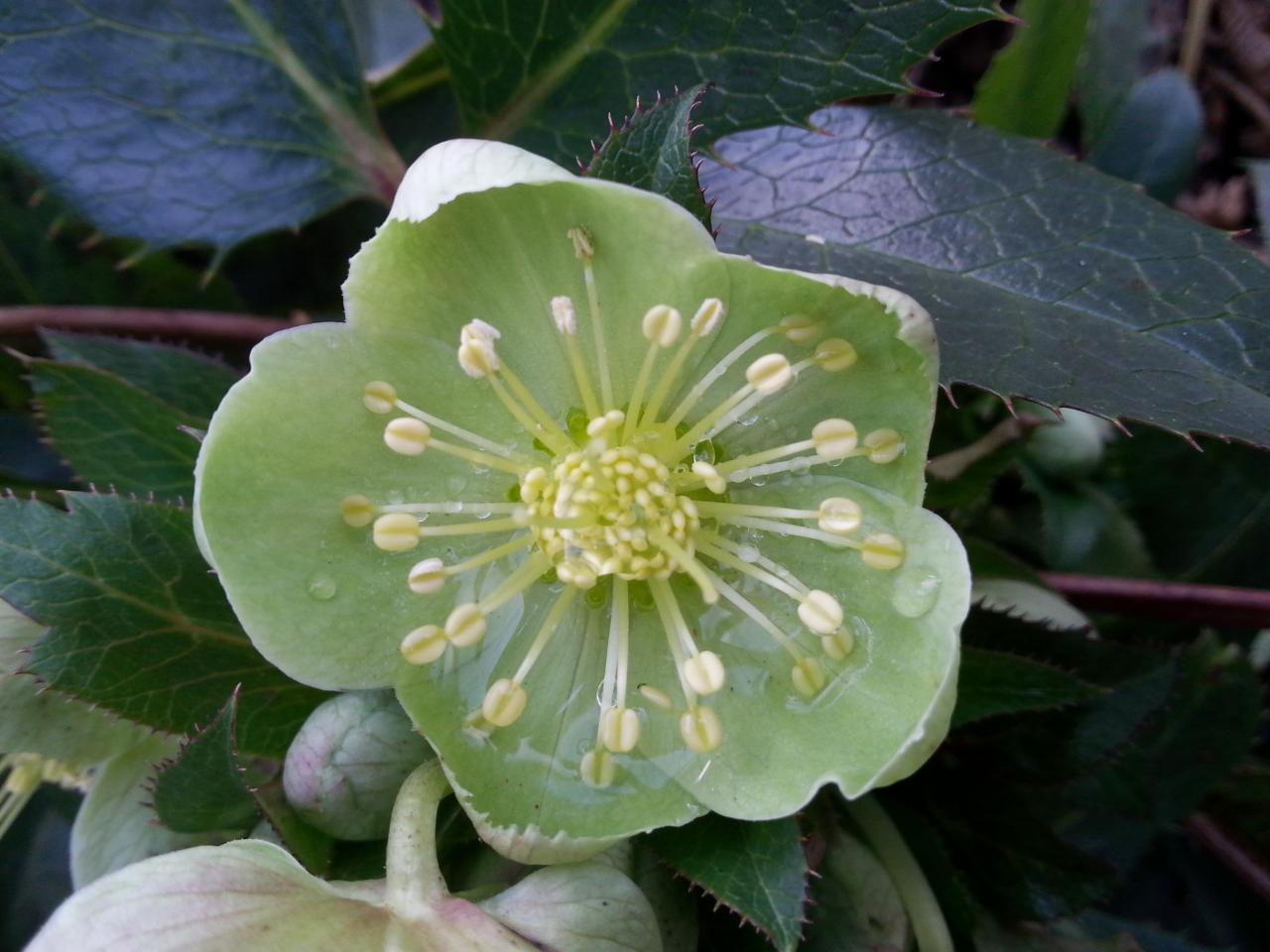 Helleborus xsternii 'Wilgenbroek' (2)