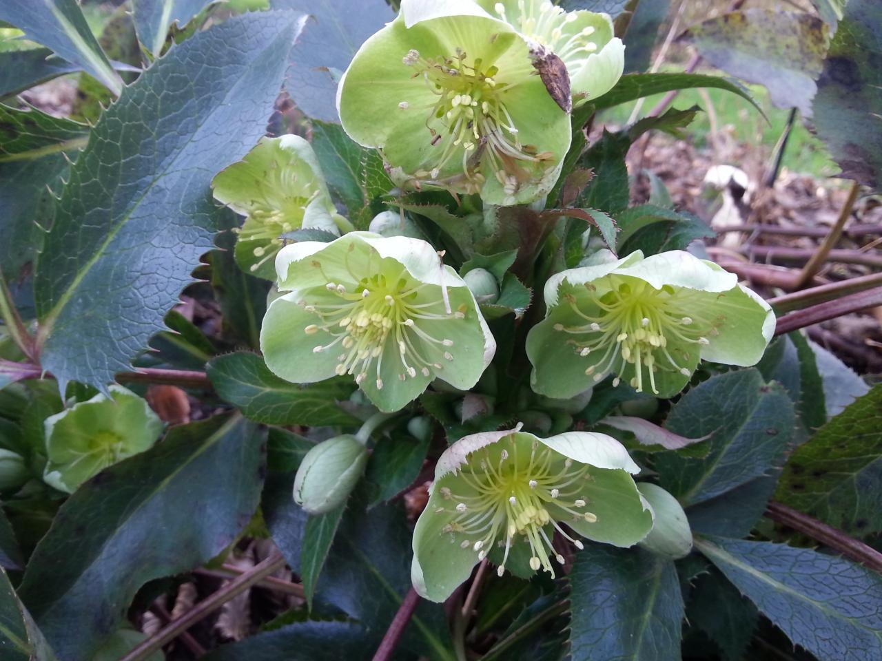 Helleborus xsternii 'Wilgenbroek'