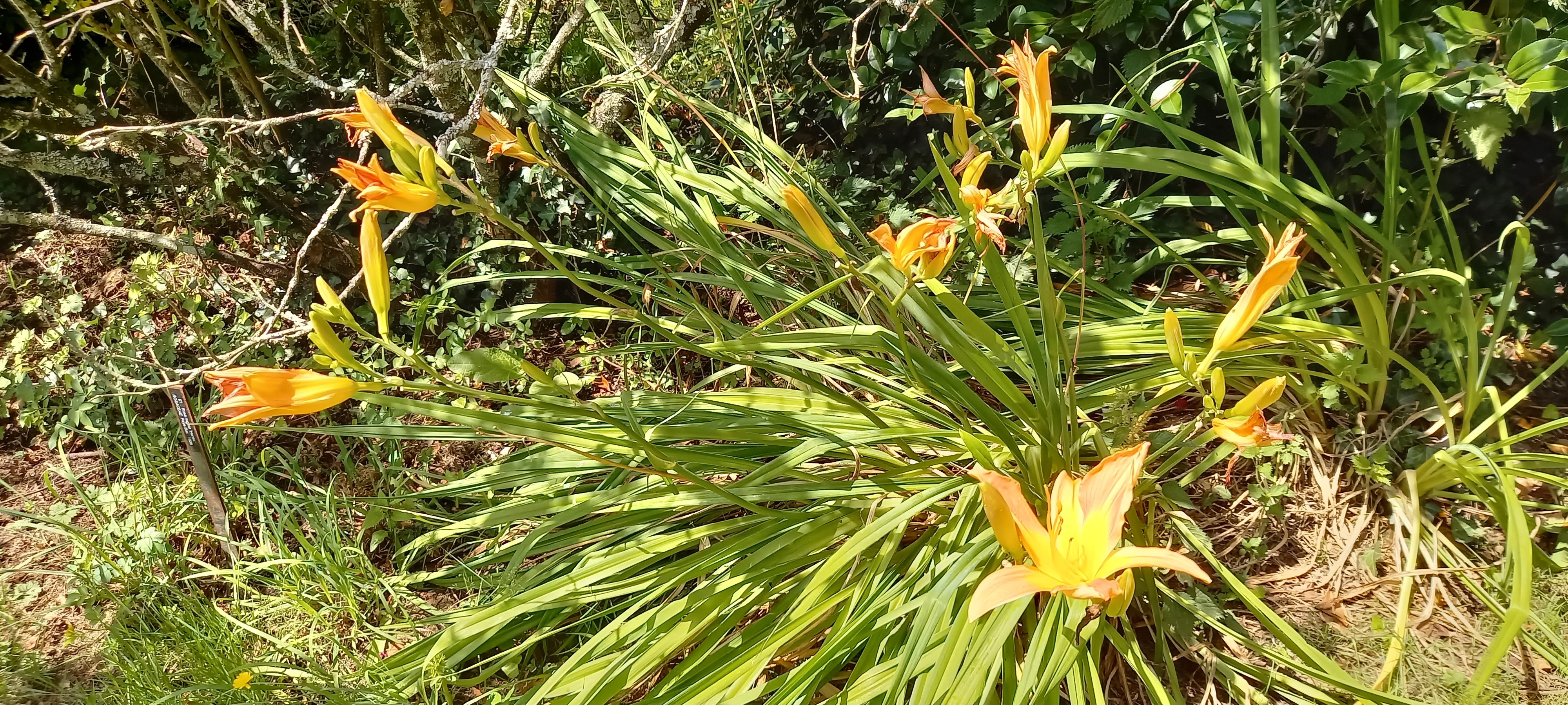 Hemerocallis 'Frans Hals'