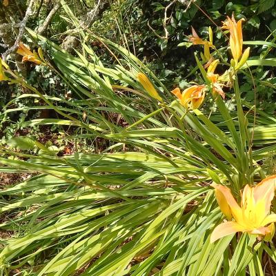 Hemerocallis 'Frans Hals'