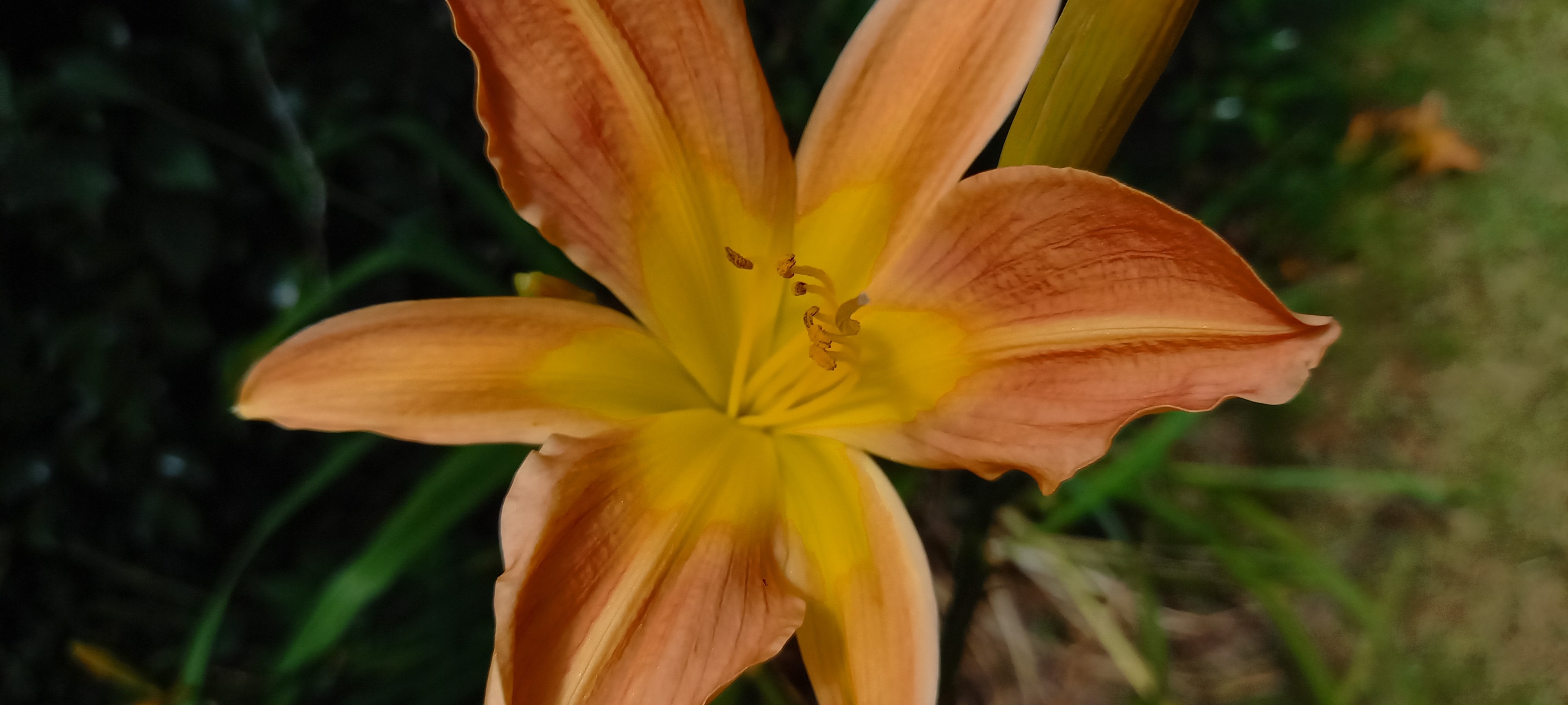 Hemerocallis 'Frans Hals'