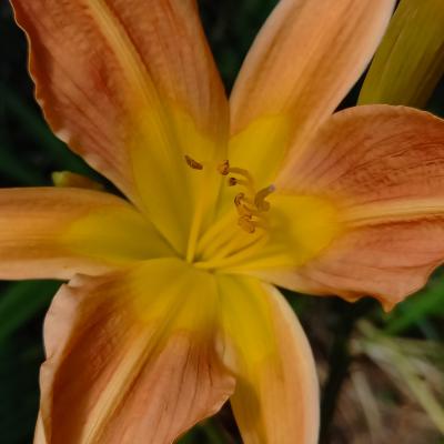 Hemerocallis 'Frans Hals'