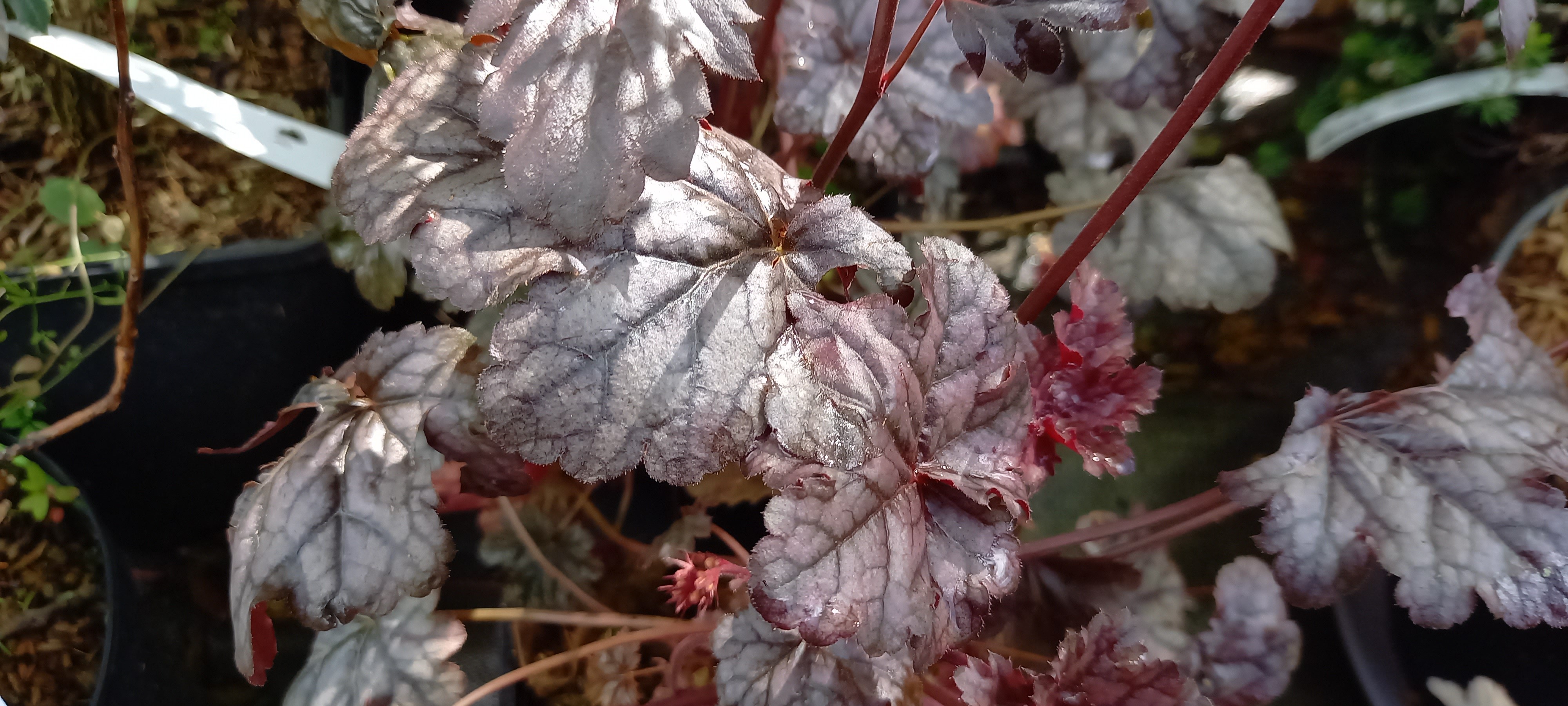 Heuchera TIMELESS TREASURE®