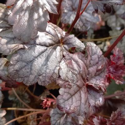 Heuchera TIMELESS TREASURE®