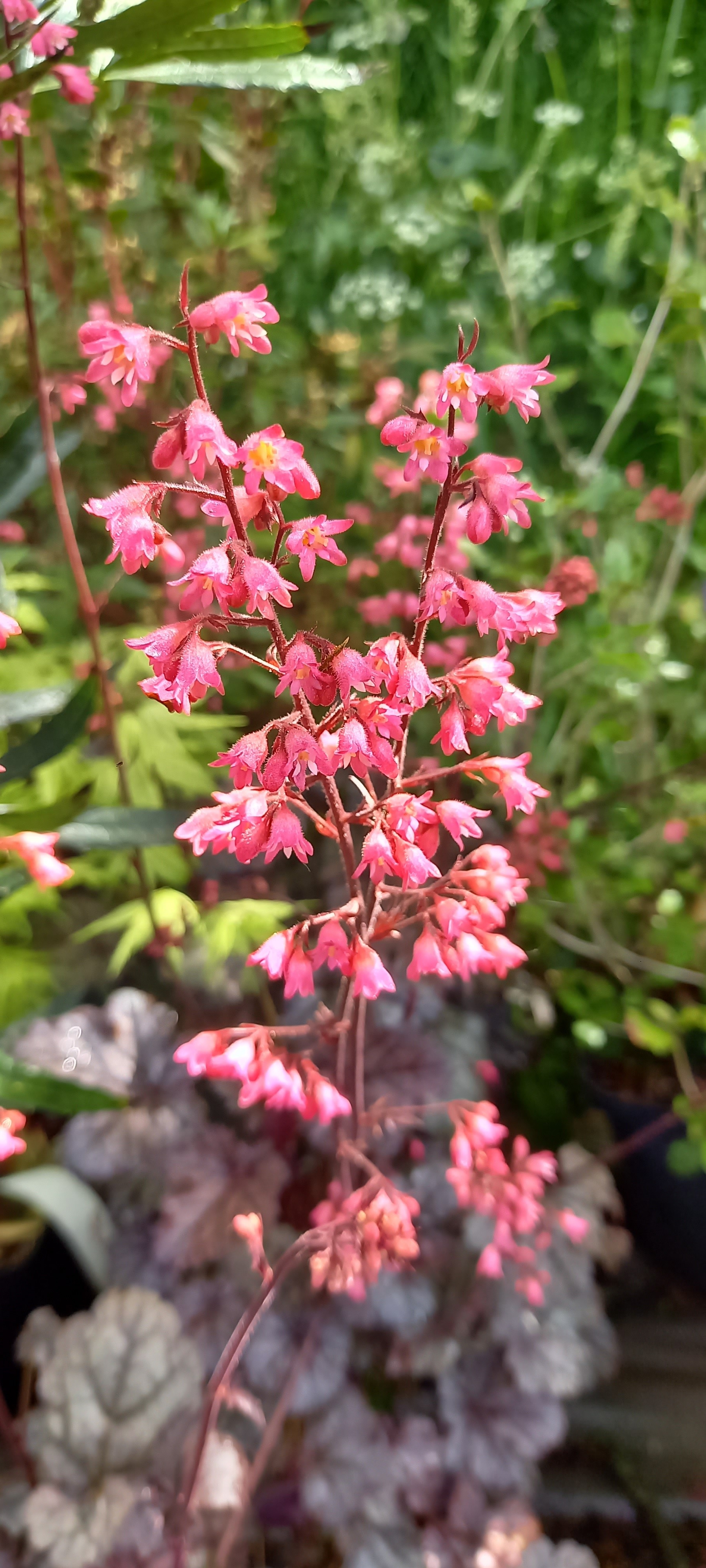 Heuchera TIMELESS TREASURE®