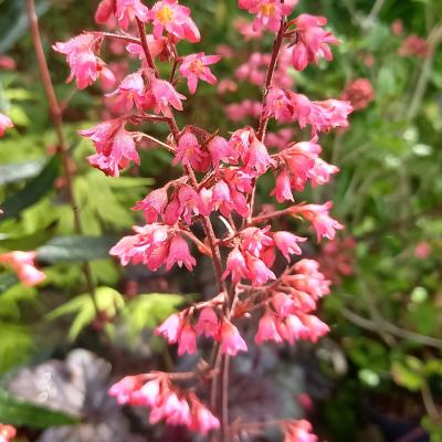 Heuchera TIMELESS TREASURE®