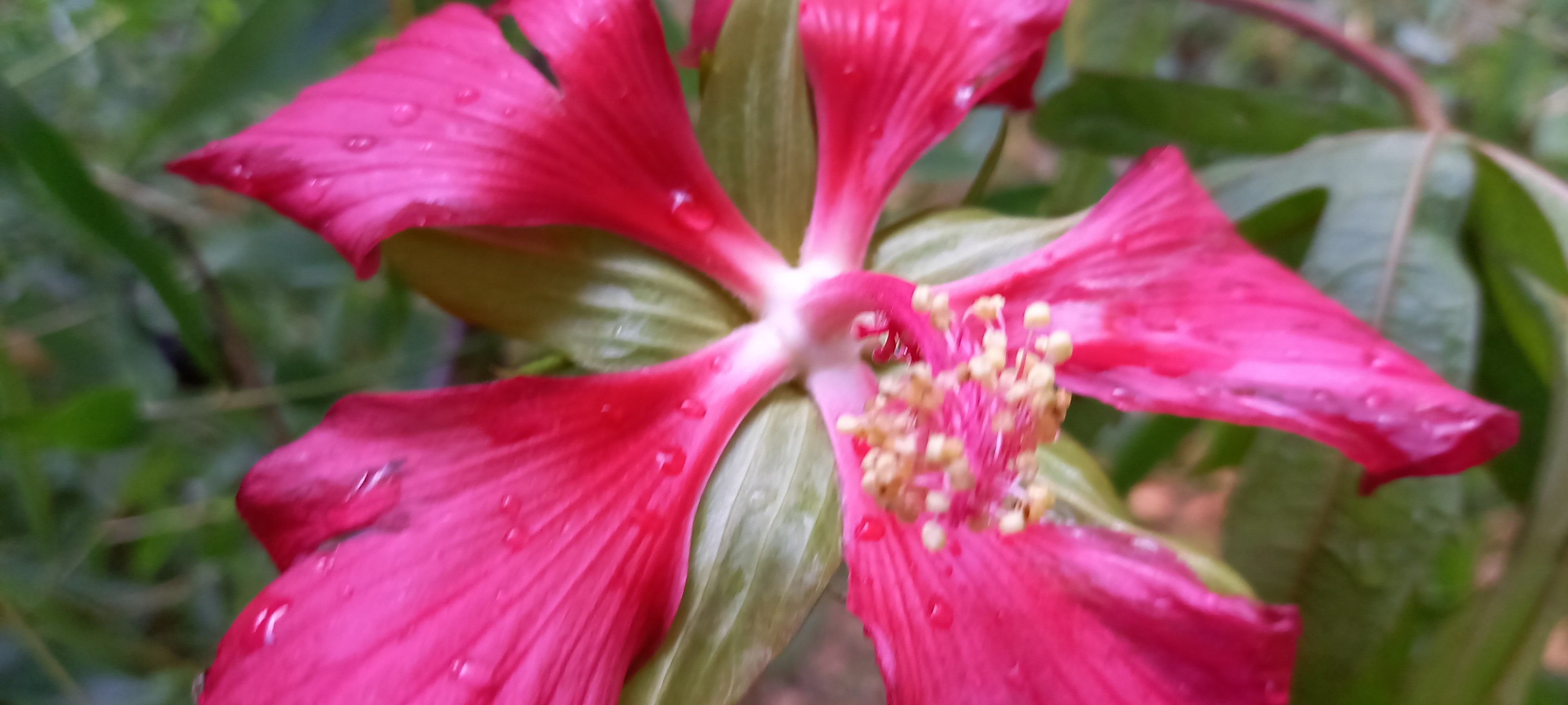 Hibiscus coccineus