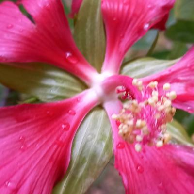 Hibiscus coccineus