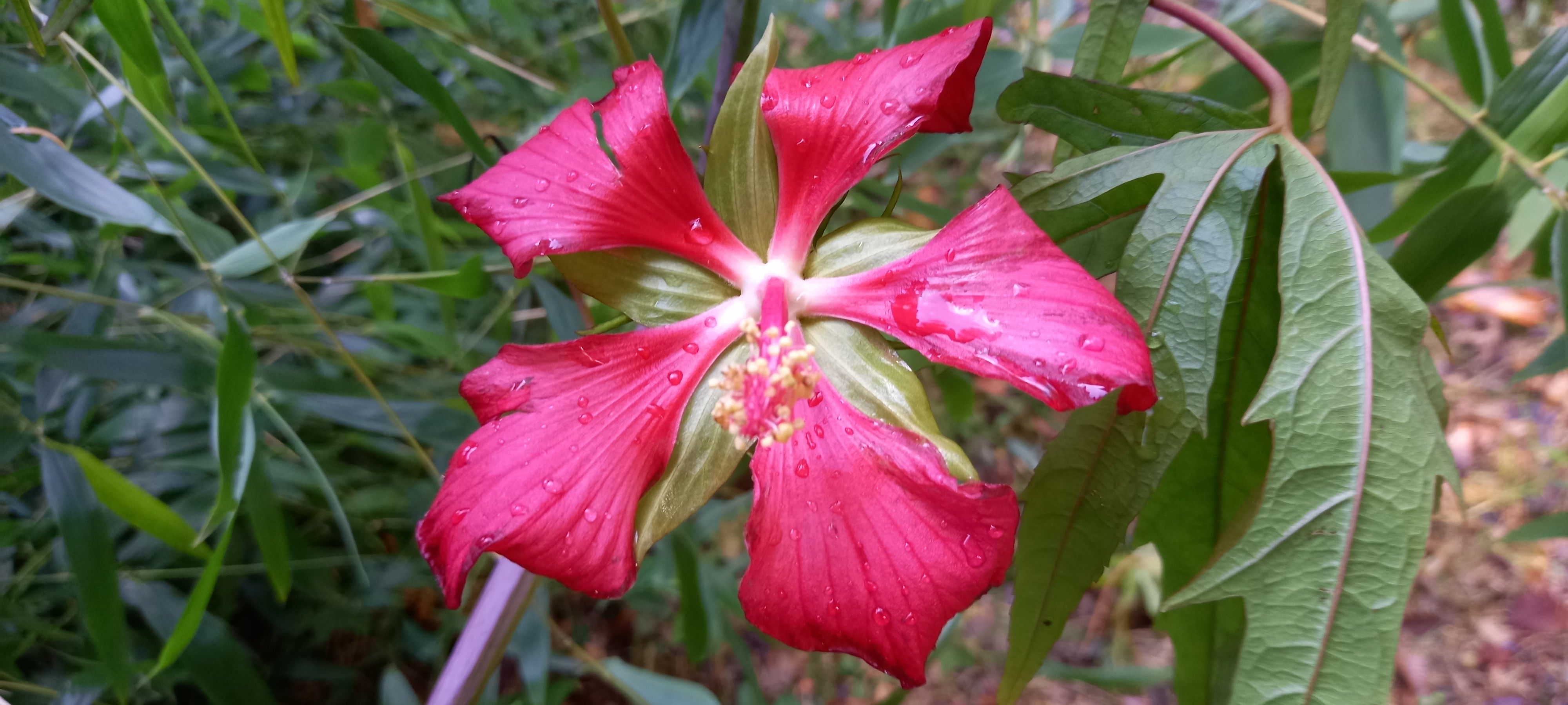 Hibiscus coccineus