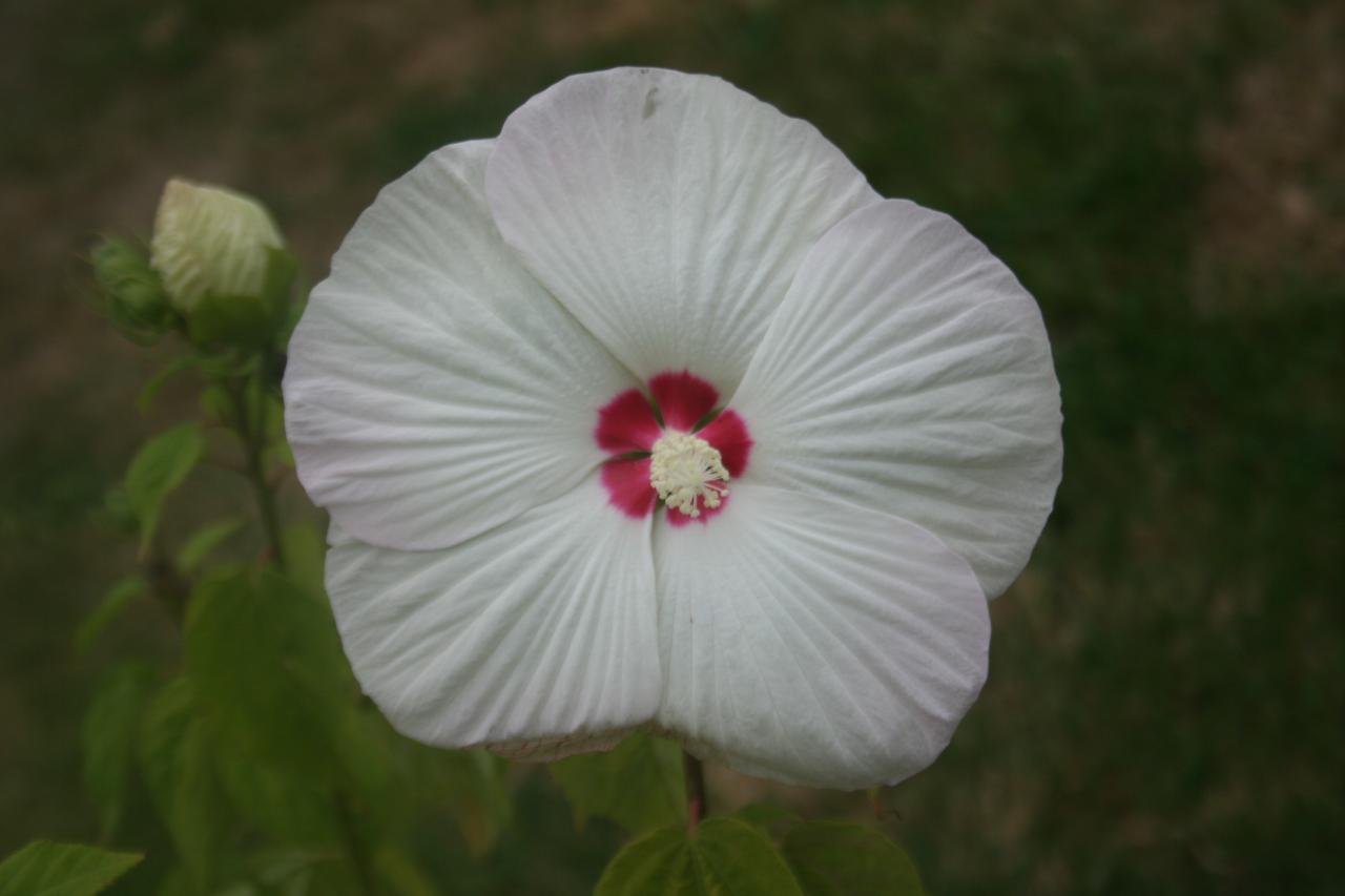 Hibiscus x moscheutos blanc