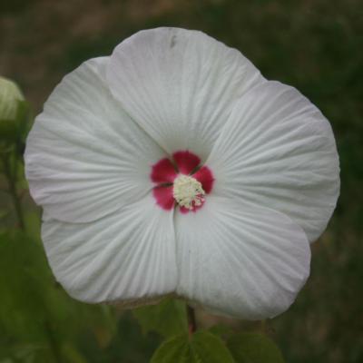 Hibiscus x moscheutos blanc