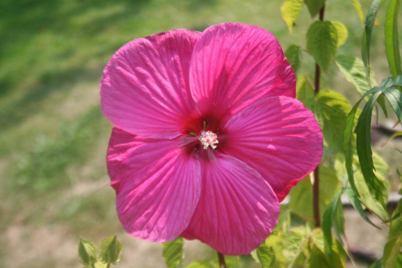 Hibiscus x moscheutos rouge