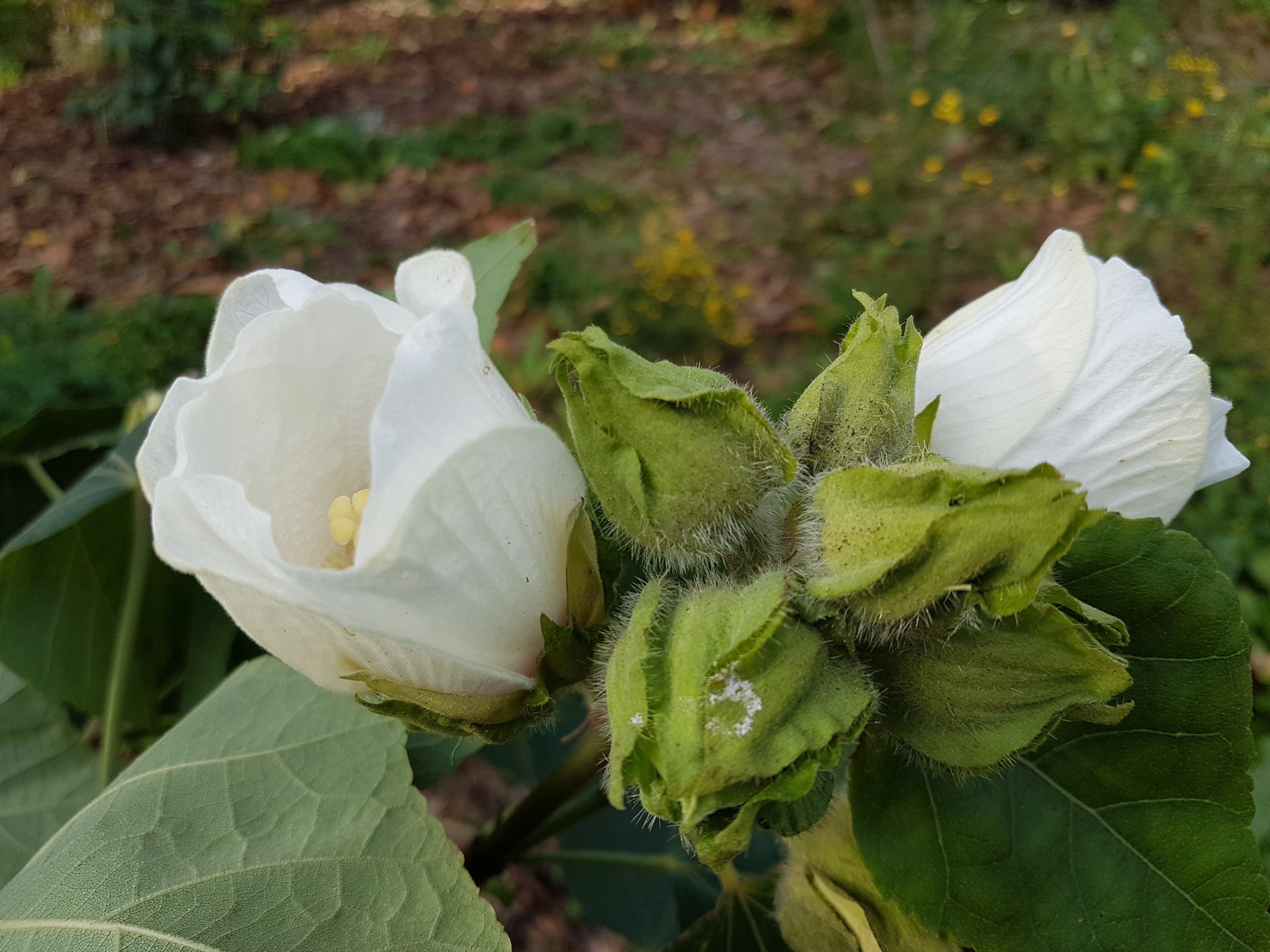 Hibiscus paramutabilis