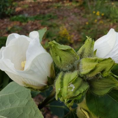 Hibiscus paramutabilis