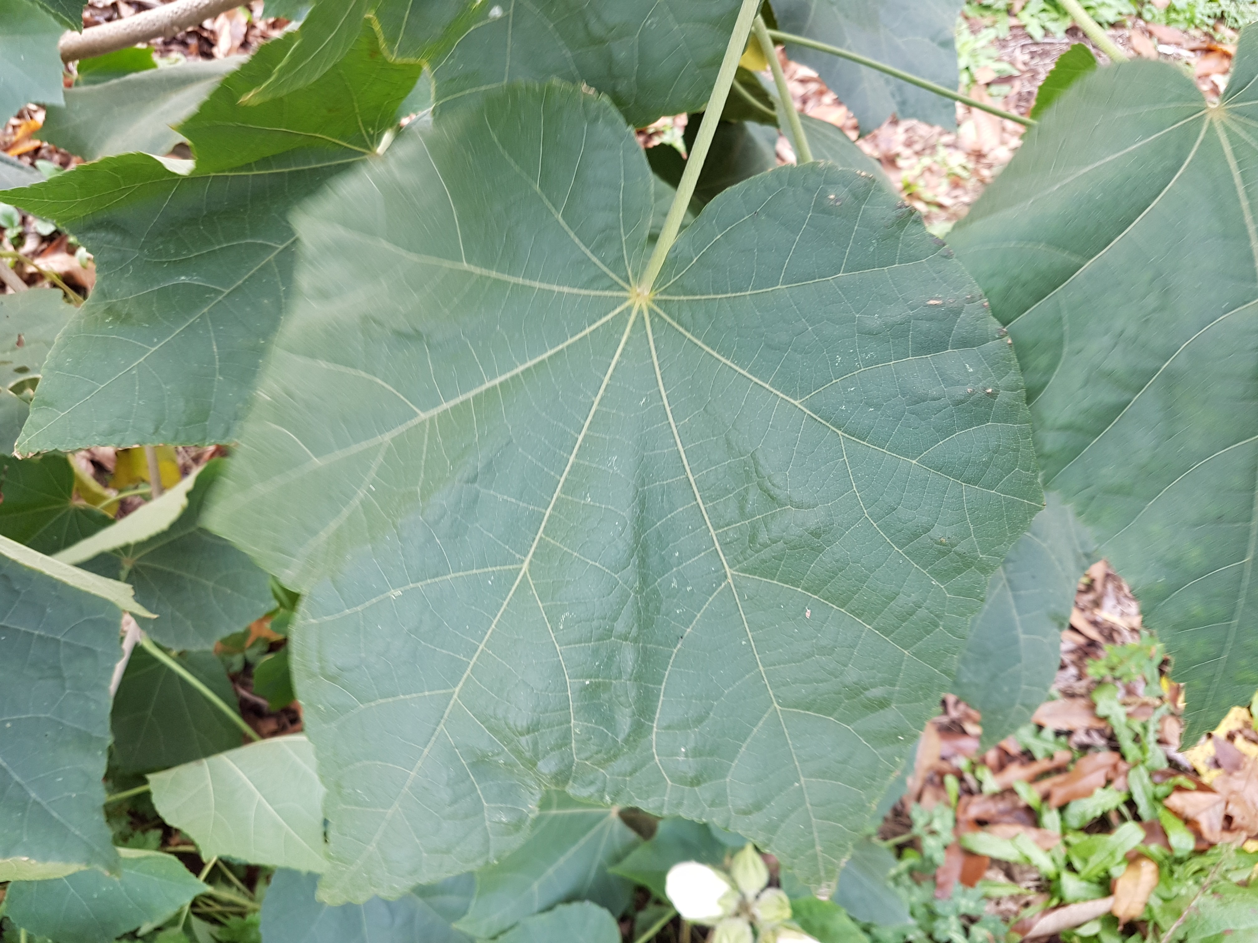 Hibiscus paramutabilis