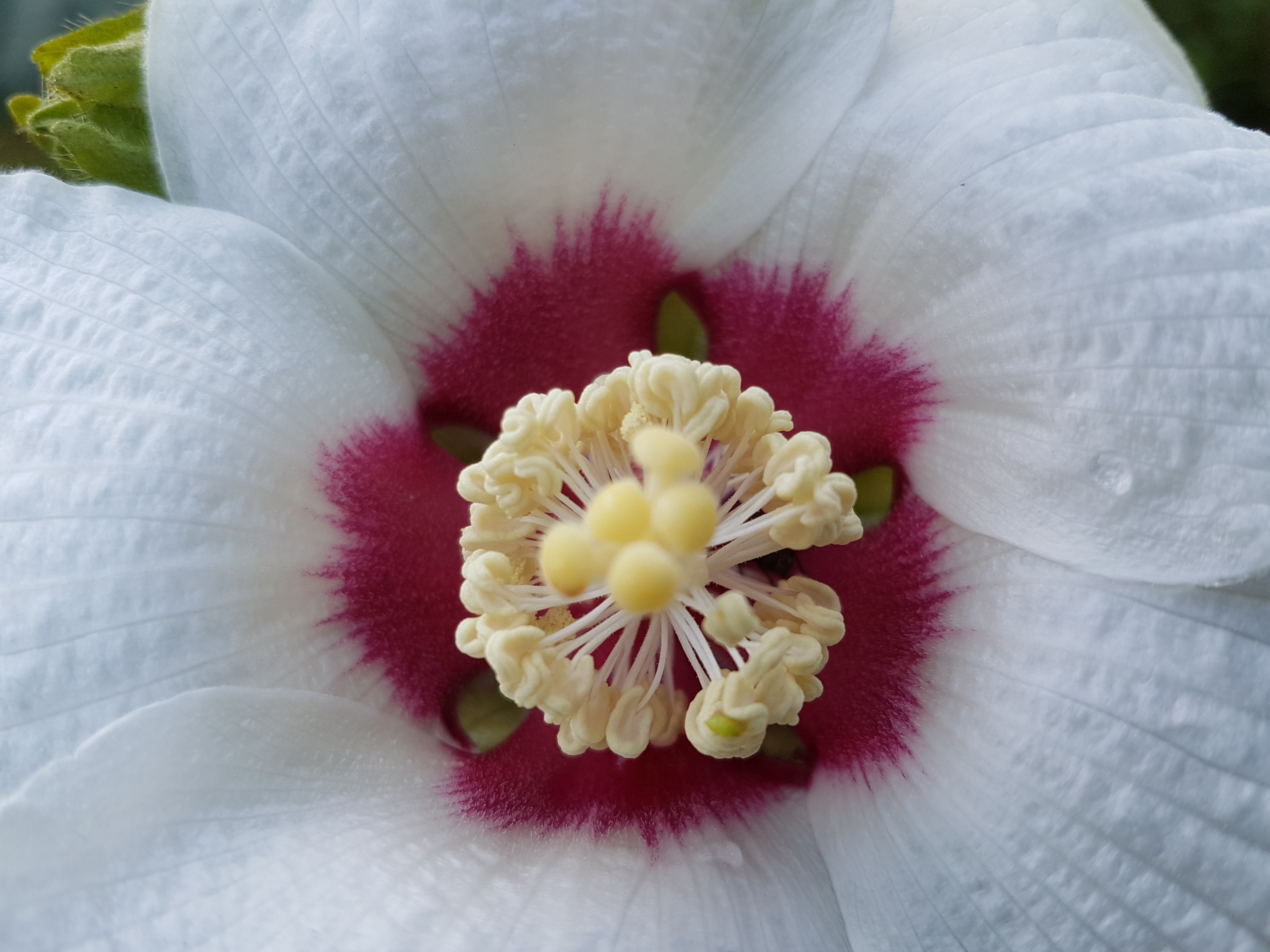 Hibiscus paramutabilis