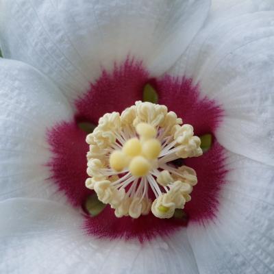 Hibiscus paramutabilis