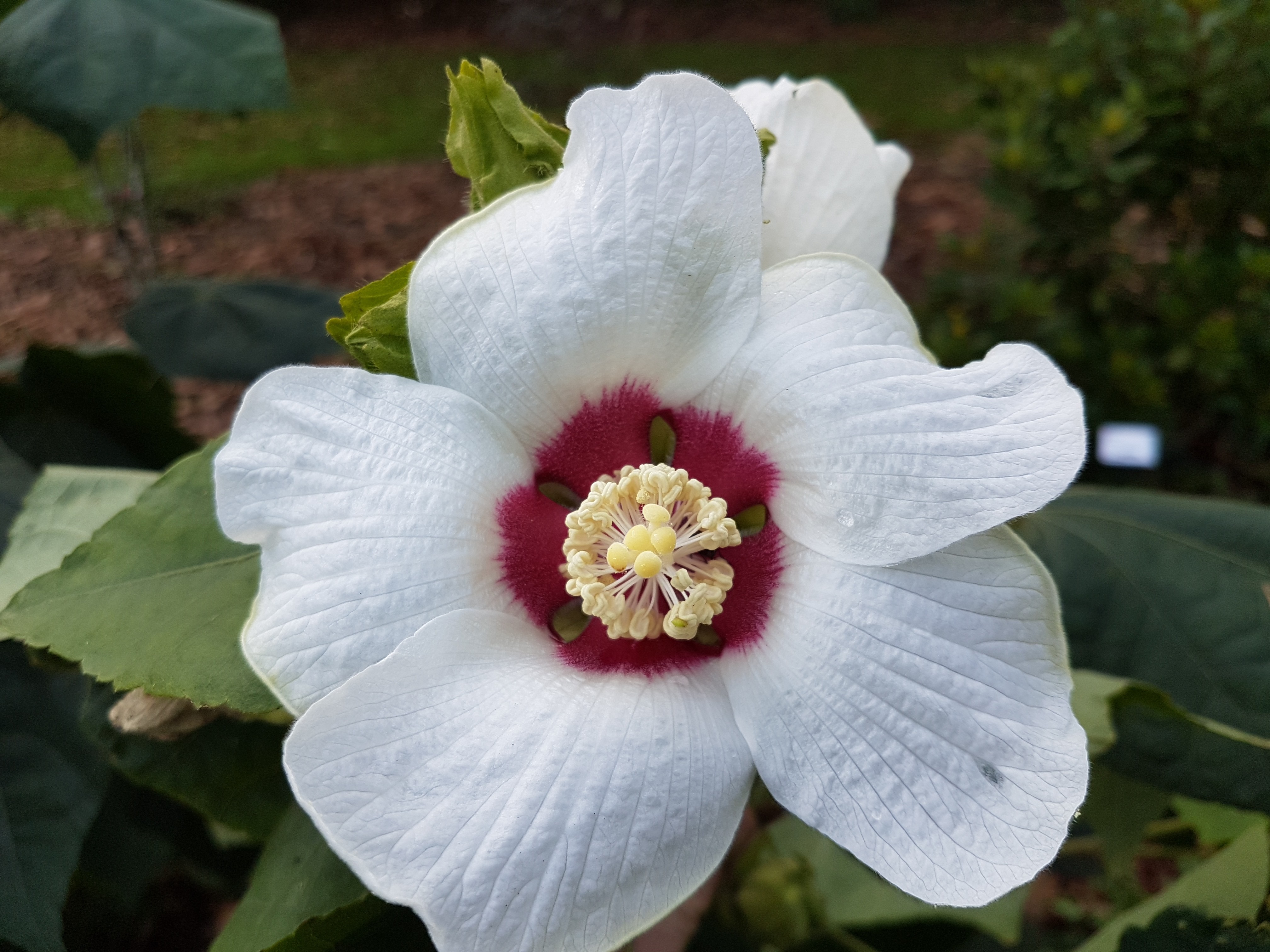 Hibiscus paramutabilis