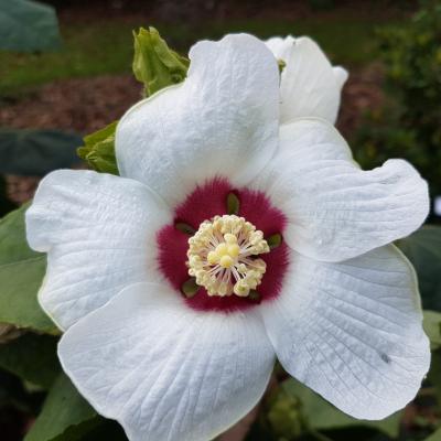 Hibiscus paramutabilis