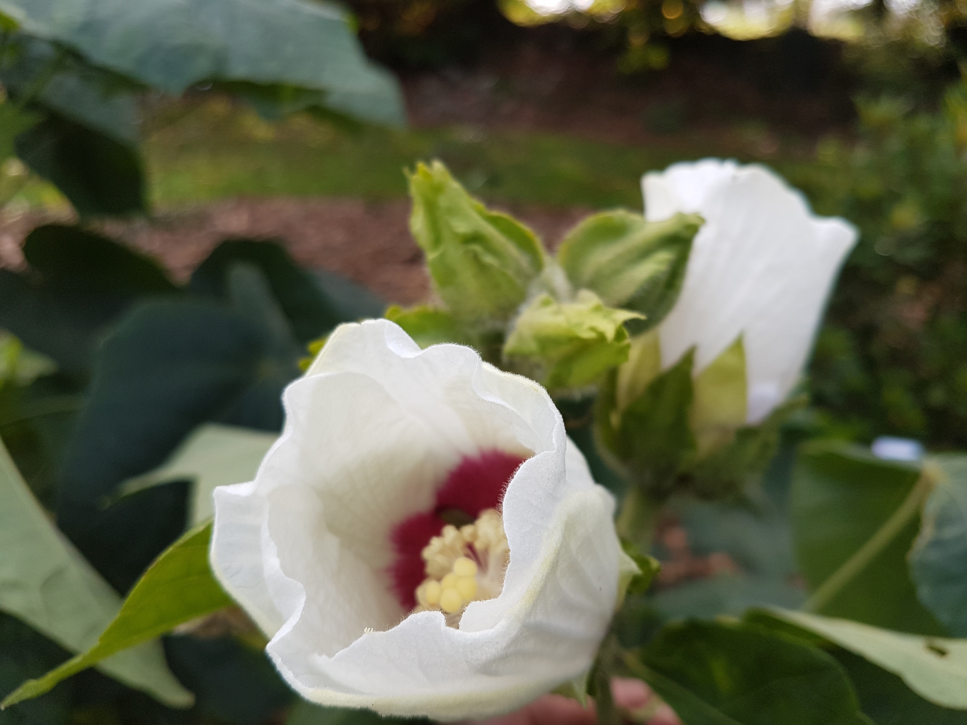 Hibiscus paramutabilis