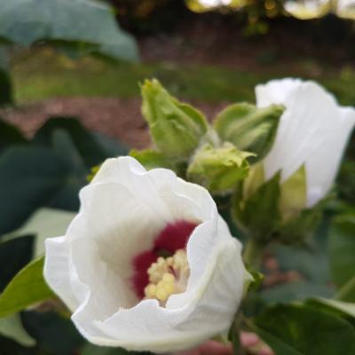 Hibiscus paramutabilis