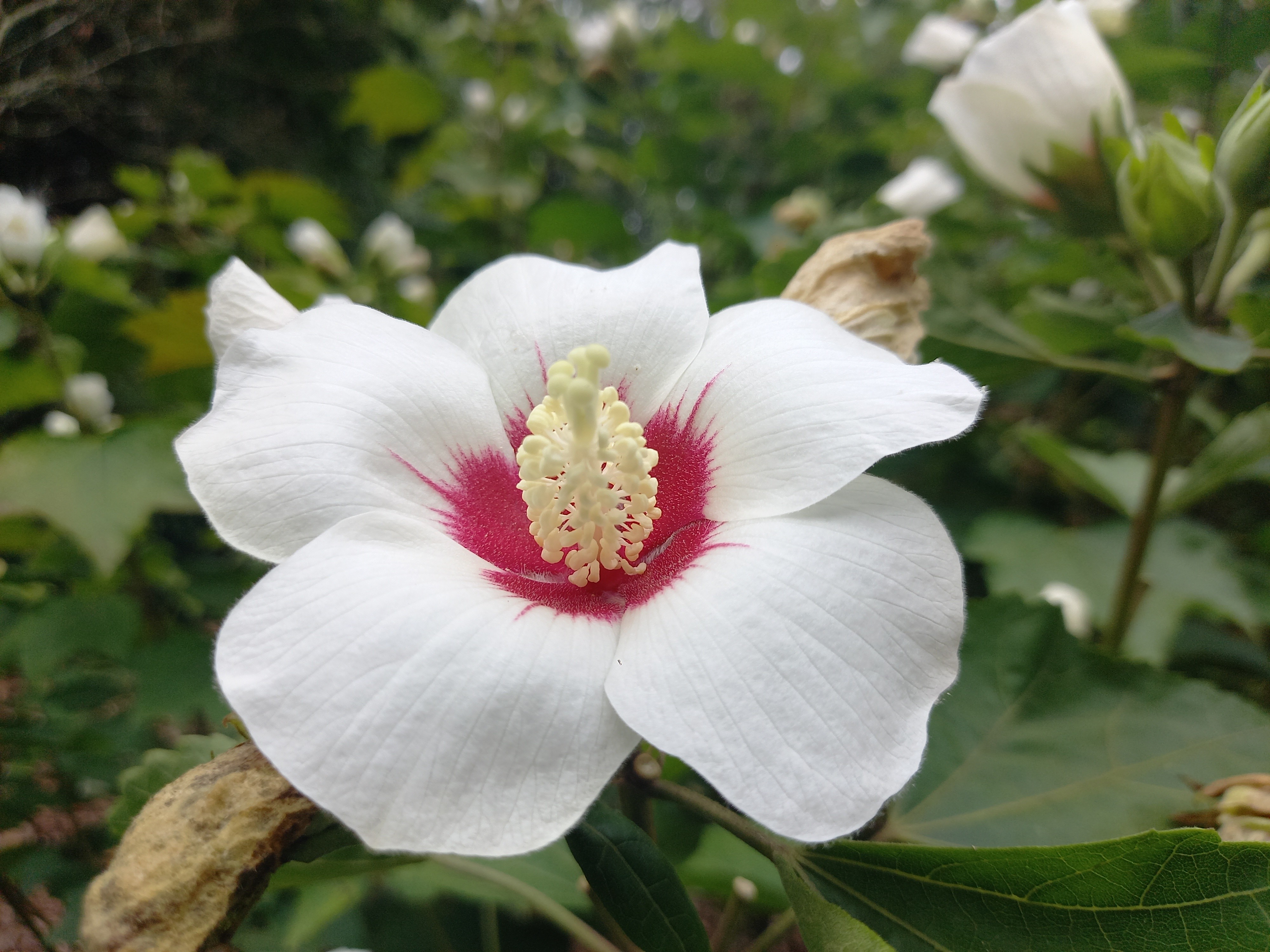 Hibiscus sinosyriacus 'Autumn Surprise'