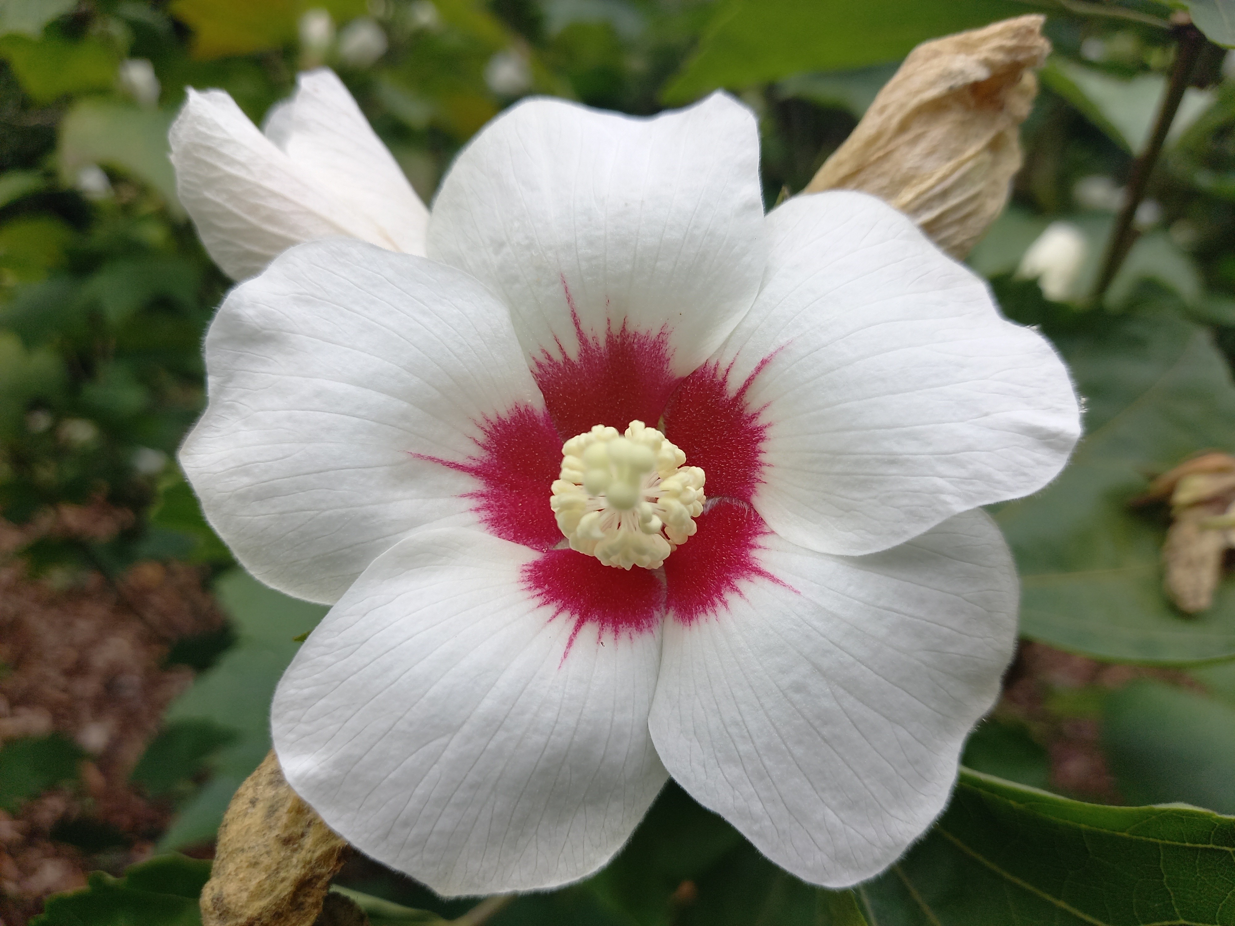 Hibiscus sinosyriacus 'Autumn Surprise'