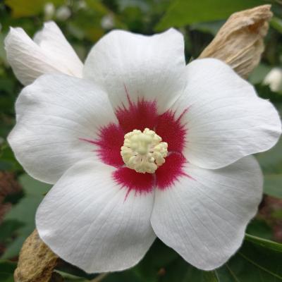 Hibiscus sinosyriacus 'Autumn Surprise'