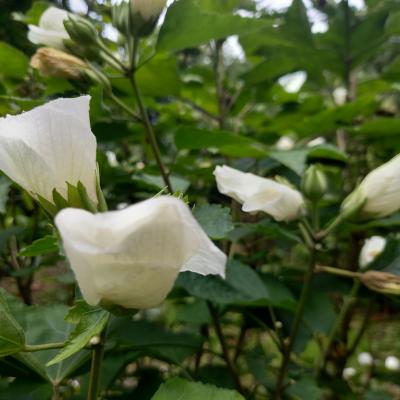 Hibiscus sinosyriacus 'Autumn Surprise'