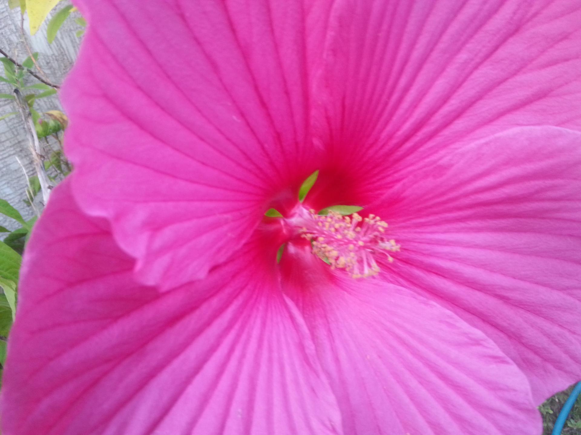 Hibiscus SUNIQ XXL 'Mauve' (2)