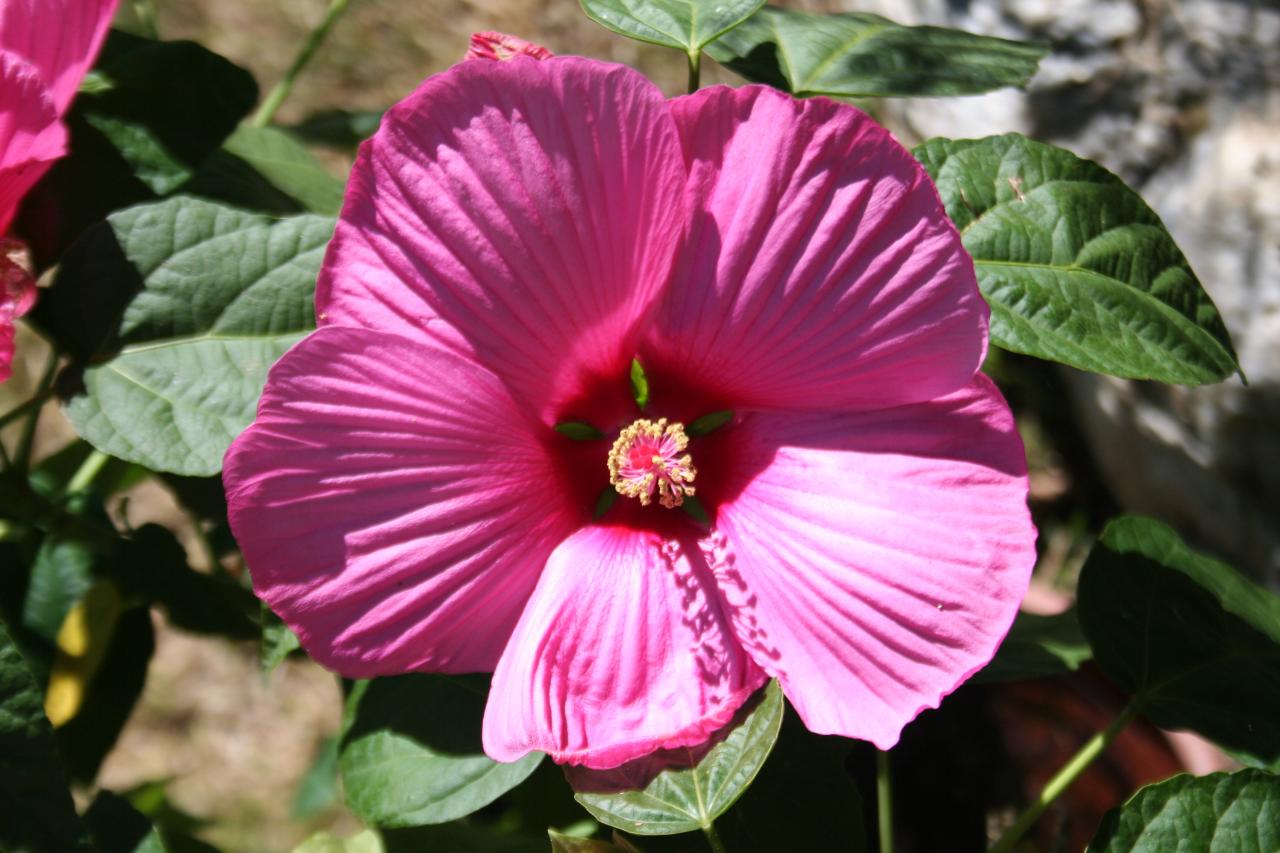 Hibiscus SUNIQ® XXL 'Mauve'