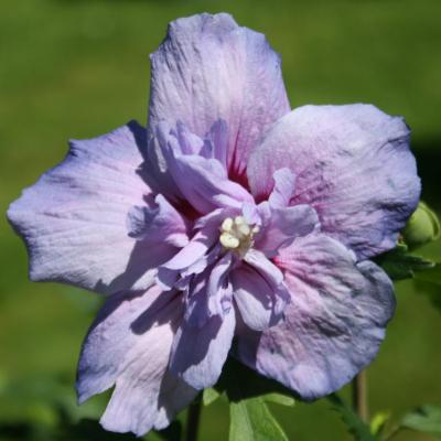 Hibiscus syriacus BLUE CHIFFON® 'notwoodthree'