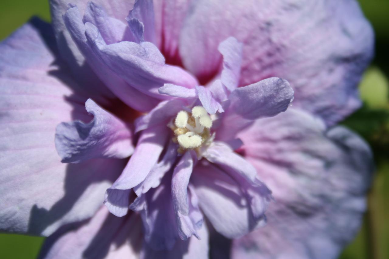 Hibiscus syriacus BLUE CHIFFON® 'notwoodthree'