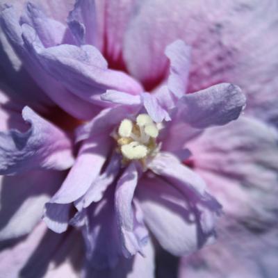 Hibiscus syriacus BLUE CHIFFON® 'notwoodthree'