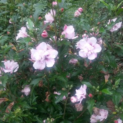 Hibiscus syriacus CHINA CHIFFON® 'Bricutts'