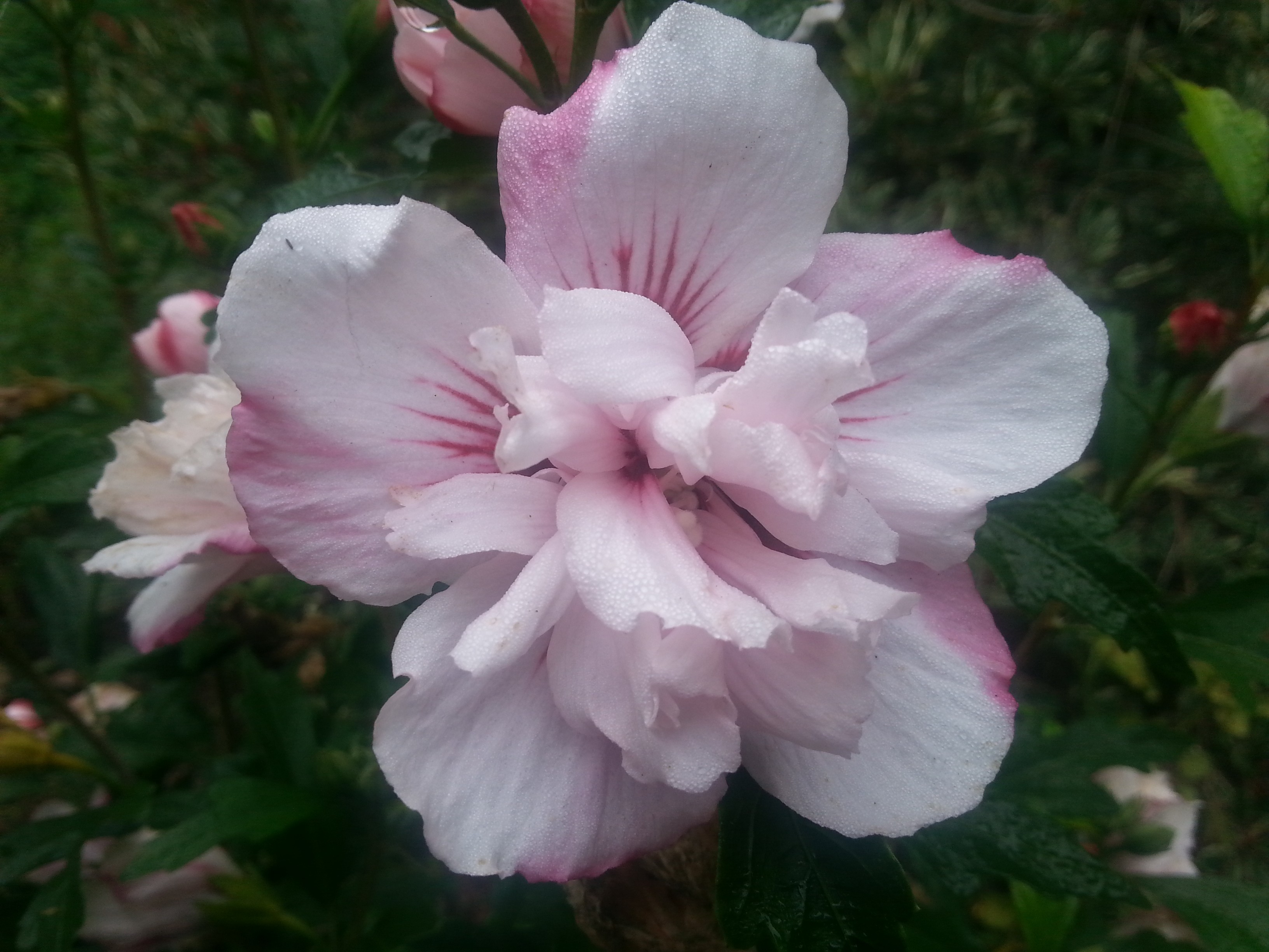 Hibiscus syriacus CHINA CHIFFON® 'Bricutts'