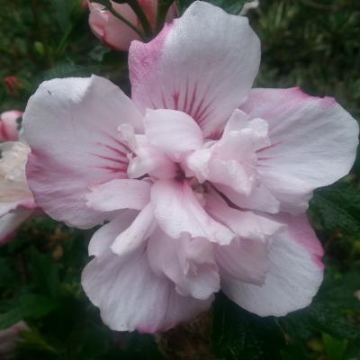 Hibiscus syriacus CHINA CHIFFON® 'Bricutts'