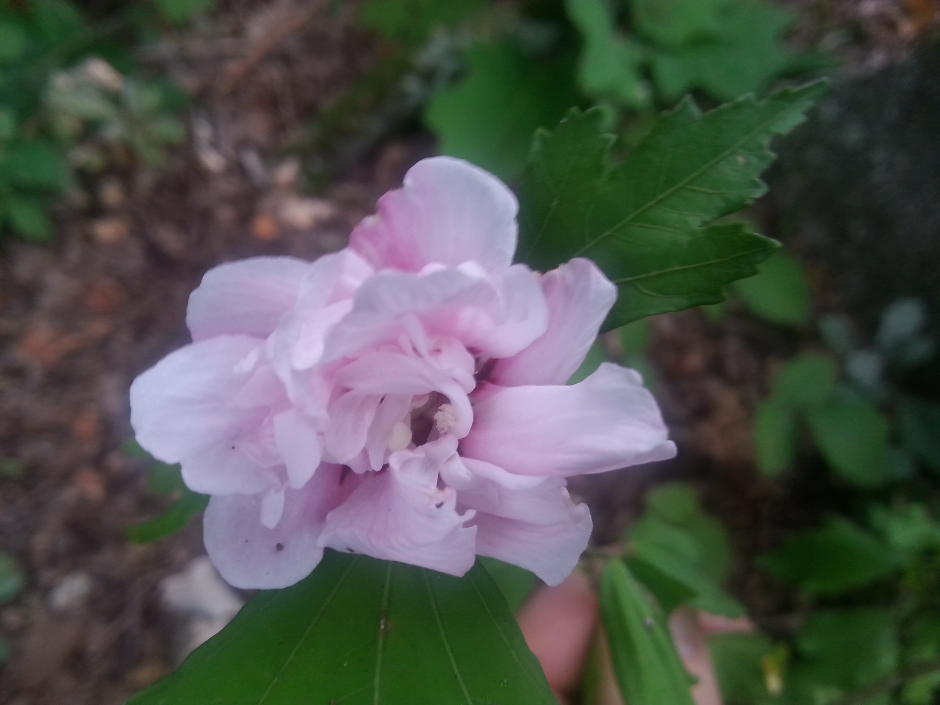 Hibiscus syriacus 'Comte de Hainaut' 