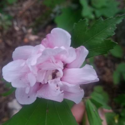 Hibiscus syriacus 'Comte de Hainaut' 